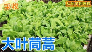 【大叶茼蒿】种植太简单, 不施肥不招虫耐低温, 可连续采收, 从种子到收获 Growing Garland Chrysanthemum from seeds to harvest