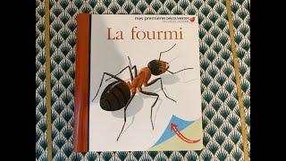 ⭐️La fourmi - documentaire - mes premières découvertes Gallimard jeunesse