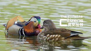 Baby Mandarin Ducklings Leaping Down the Tree within 24 Hours After Birth | The Invisible Citizens