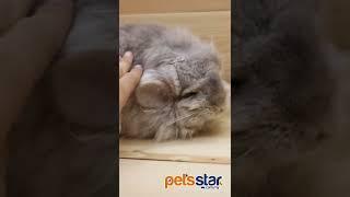 Chinchilla at pets star