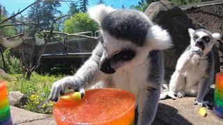 Lemurs Have a Popsicle Party