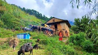 Most Relaxing And peaceful Himalayan Nepali village  ||daily activities of mountain village lifestyl