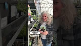 Harkaway Botanical Perennials at Art's Nursery