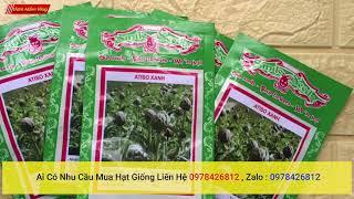 Shop chuyên cung cấp hạt giống atiso xanh chất lượng cao | Hạt Giống Atisô Xanh | Nảy Mầm Cực Đỉnh!