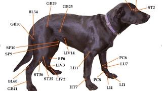 Acupressure For Common Dog Health Problems