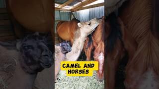 ️ Unlikely Friends: The Heartwarming Bond Between a Camel and Horses