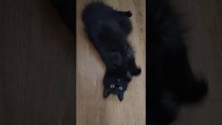 lol crazy cat. #cat #funny #dance #god #animals #crazy #kitten #funny #techno #dancemoves #black.