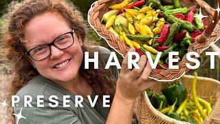 MASSIVE Pepper HARVEST & Preserving Day!