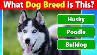 Guess the Dog Breed Quiz 