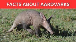 Aardvark Facts: BIGGER than you think