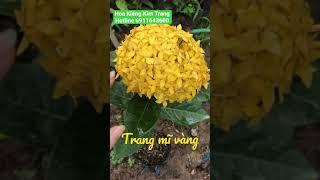 Bán bông trang mĩ vàng Shop Hoa Kiểng Kim Trang 0911643600