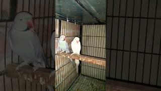 Gray Ringneck Parrot  Male & Cremino Female #ringneckparrot #parrot #sarfaraztaimoor