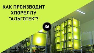 КАК ПРОИЗВОДИТ ХЛОРЕЛЛУ "АЛЬГОТЕК"?