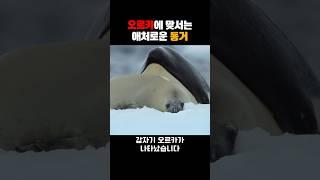 무적의 오르카로부터 살아남기
