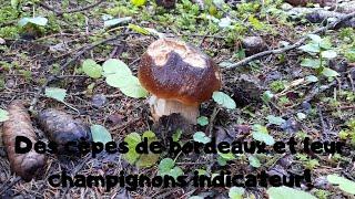 Des cèpes de bordeaux et leur champignon indicateur!