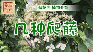 爬藤绣球等几种爬藤植物的购买小建议