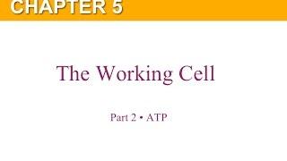 Chapter 5 Part 2 ATP