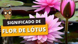 SIGNIFICADO DE FLOR DE LÓTUS - o que é, na mitologia grega, tatuagem, as suas cores...