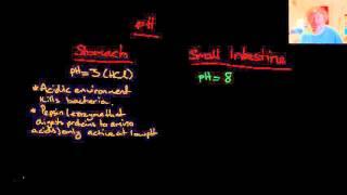 pH in the Digestive System Stomach and Small Intestine: Senior Science Lifestyle Chemistry