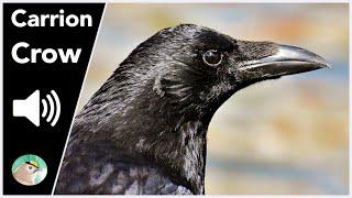 Carrion Crow - Sounds