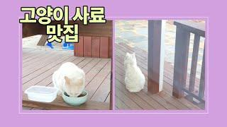 고양이 사료 맛집 (feat.물까치,직박구리)