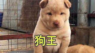 荒野出猛犬，这么威武的小狗，竟然藏在这里 #中华田园犬#五黑犬