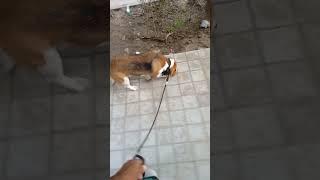 Dog Walker Service Center Near Gaur City Services Available All India Noida Extension AU Dog Walker