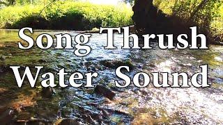 1 Hour Relaxing Sound of Water - Birdsong - Song Thrush - Meditation.