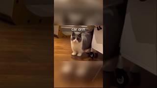 Stop laughing Cats Car  drift #funny #cat #shorts