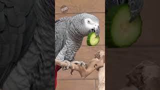 How a parrot caught a Serial Burglar #facts #animalfacts #factopia