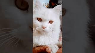 Persian meme | cat #shorts #shortvideo #shortsvideo