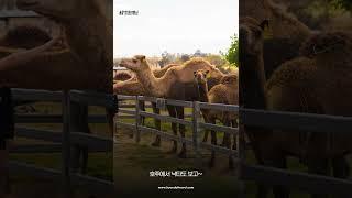 $69 특가! 무게라 은하수 별빛 투어