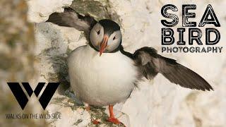 9 tips for seabird colony photography