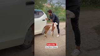 Bakri Choor #funnyvideo #comedy #billu_dgk_team #comedyfilms #funny #billudgk_funy_tiktok_video