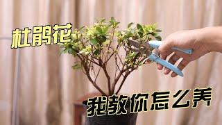 杜鹃花怎么养？园艺师教你，轻松学会养杜鹃花！