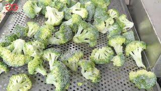 IQF Tunnel Freezer Processing Plants For Broccoli