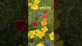 사랑이 이런건가요_임영웅#백일홍#세이지#금영화#장미#