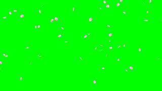 [Green Screen] Falling Cherry Blossom Petals / Pétalos de Flor Cereza Cayendo [Pantalla Verde]