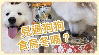 寵物零食| 西摩犬Tako試食分享來自日本的狗狗專食讚岐烏冬，你家的狗狗有無食過？ サモエド｜薩摩耶 Big Dog ChannelTako Diary