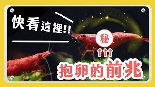 養蝦繁殖好難？小蝦米長大的過程與變化  1 Tip! Become a Master of Breeding Shrimp