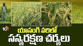 యాసంగి వరిలో సస్యరక్షణ చర్యలు | Yasangi Paddy Cultivation | 10TV News