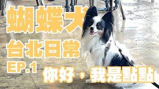 蝴蝶犬｜我是點點，我四歲｜台北LONG STAY｜EP1