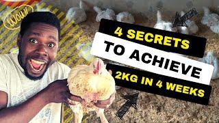 4 Ways to Get 2KG Broiler Weight in 4 Weeks