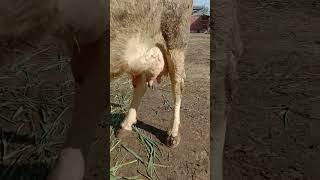 udder of cow's | let see the udder of cow how to increase the growth of pregnant cow's udder #viral