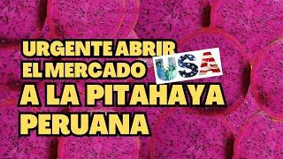 Perú tiene unas 1,500 hectáreas de pitahaya y necesita la apertura del mercado de EE.UU.