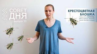 Крестоцветная Блошка | Совет Дня 10 выпуск | Насекомые вредители