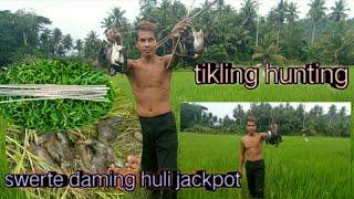 pangangawil or pananambang ng tikling sa palayan | daming huli