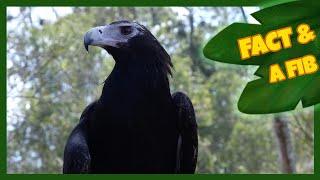 Two Facts and a Fib! | Wedge Tailed Eagle | The Wishmas Tree