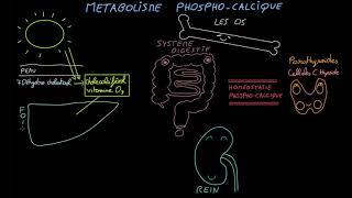 Métabolisme phospho-calcique - Docteur Synapse