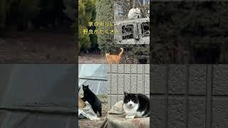 3/3透視＆テレパシーで迷子猫現地捜索- 完結編-#shorts